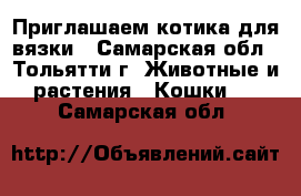 Приглашаем котика для вязки - Самарская обл., Тольятти г. Животные и растения » Кошки   . Самарская обл.